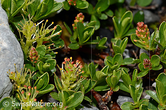 Stumpfblättrige Weide (Salix retusa)