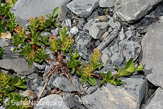 Foto: Stumpfblättrige Weide (Salix retusa). Ganze Pflanze (Habitus). Kleines Polster.