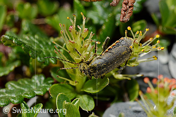 Photo: Probably Cantharis paganaon Salix retusa. Length 6 - 8.5 mm. View from above.