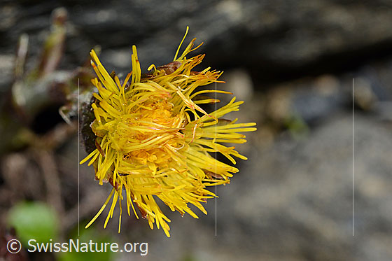Photo: Tussilago farfara. Blossom.