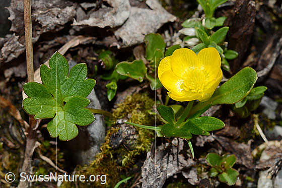 Foto: Berg-Hahnenfuss (Ranunculus montanus). Ganze Pflanze (Habitus).