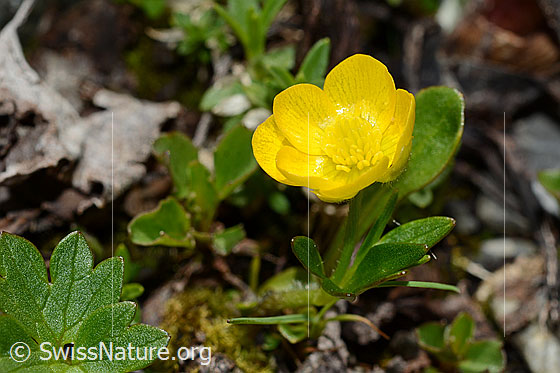 Berg-Hahnenfuss (Ranunculus montanus)
