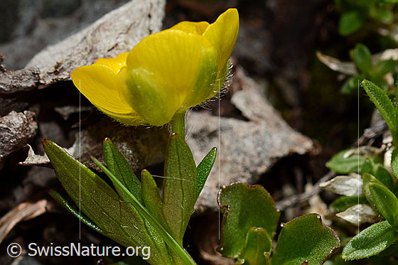 Foto: Berg-Hahnenfuss (Ranunculus montanus). Blüte und Stängel. Ansicht von der Seite.