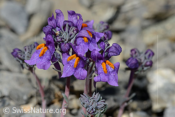 Photo: Linaria alpina. Blossoms.