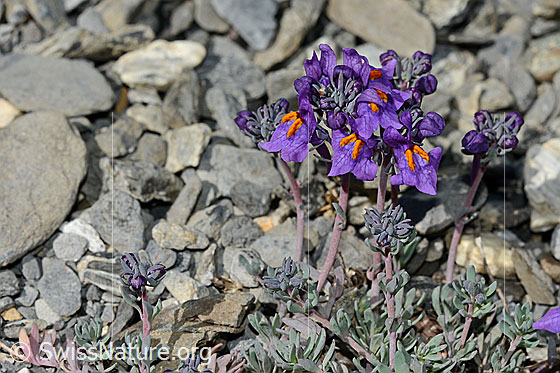 Photo: Linaria alpina. Blossoms, stem and leaves.