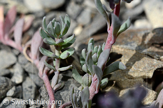 Photo: Linaria alpina. Leaves and stem.