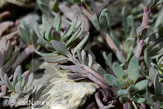 Photo: Linaria alpina. Leaves and stem.
