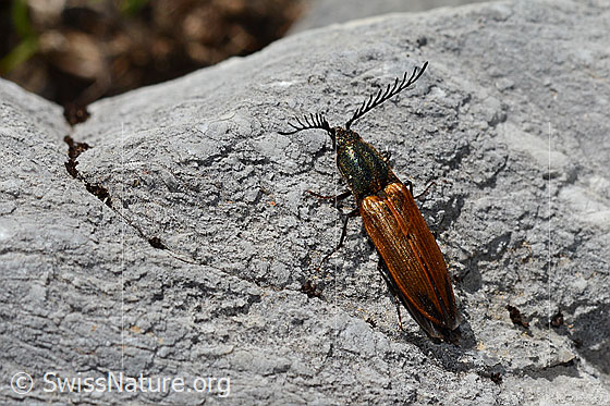 Photo: Ctenicera virens. Length 15 - 21mm. Male. View from above.