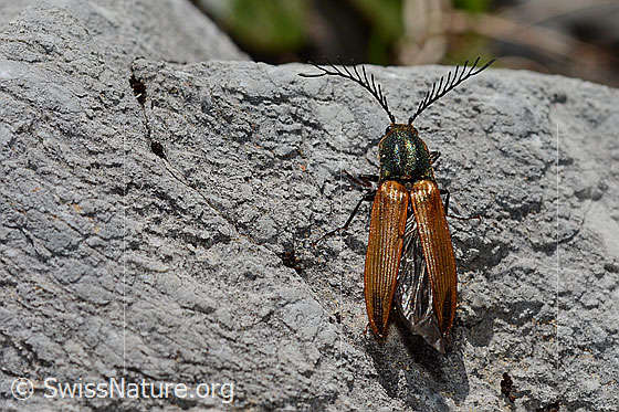 Photo: Ctenicera virens. Length 15 - 21mm. Male. View from above.