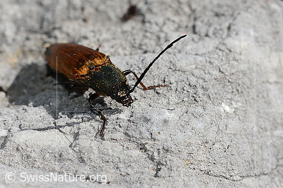Photo: Ctenicera virens. Length 15 - 21mm. Male. View from the front.