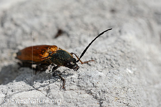 Photo: Ctenicera virens. Length 15 - 21mm. Male. View diagonally from the front.