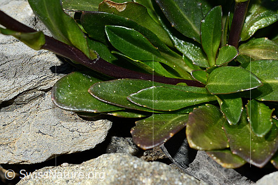 Foto: Bach-Gänsekresse (Arabis subcoriacea). Blätter.