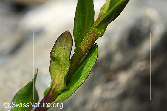 Foto: Bach-Gänsekresse (Arabis subcoriacea). Stängel und Stängelblätter.