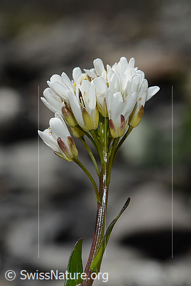 Foto: Bach-Gänsekresse (Arabis subcoriacea). Blüten und Stängel. Ansicht von der Seite.