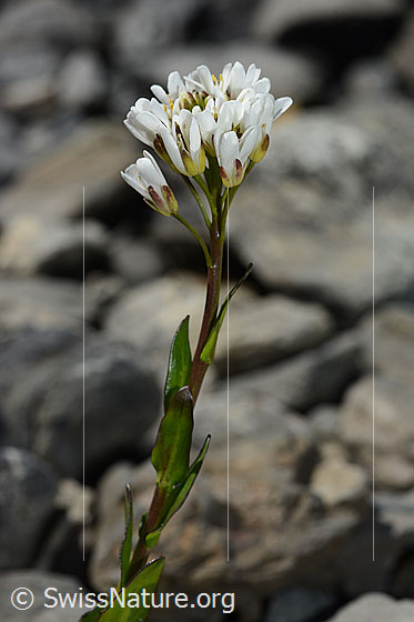 Foto: Bach-Gänsekresse (Arabis subcoriacea). Blüten, Stängelblätter und Stängel. Ansicht von der Seite.