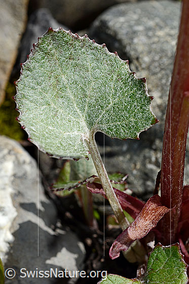 Foto: Alpen-Pestwurz (Petasites paradoxus). Blatt. Ansicht von oben.