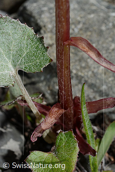 Foto: Alpen-Pestwurz (Petasites paradoxus). Stängel und Stängel-Blätter.