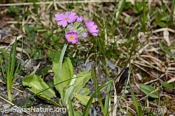 Foto: Mehl-Primel (Primula farinosa). Ganze Pflanze (Habitus)