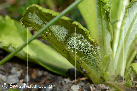 Foto: Mehl-Primel (Primula farinosa). Unterseite eines Blattes.