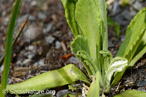 Foto: Mehl-Primel (Primula farinosa). Blätter und Stengel.