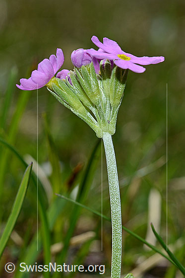 Foto: Mehl-Primel (Primula farinosa). Stängel und Blütenstand von der Seite.