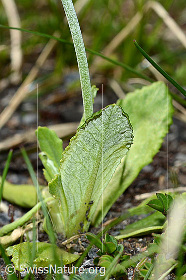 Photo: Primula farinosa. Underside of a leaf and stem.