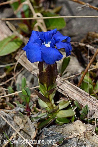 Foto: Frühlings-Enzian (Gentiana verna). Ganze Pflanze (Habitus). Blüte geöffnet.