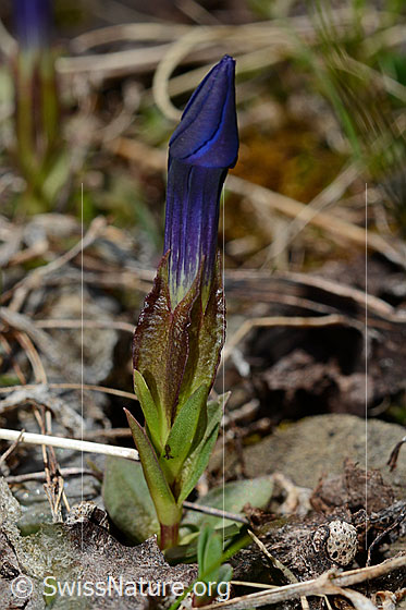 Foto: Frühlings-Enzian (Gentiana verna). Ganze Pflanze (Habitus). Blüte geschlossen.