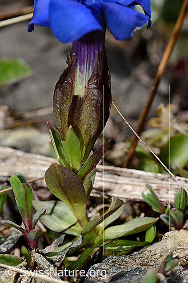 Foto: Frühlings-Enzian (Gentiana verna). Kelch, Stängel und Grundblätter.