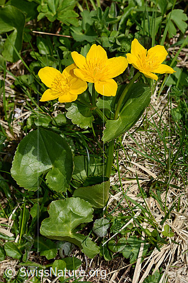 Foto: Sumpf-Dotterblume (Caltha palustris). Ganze Pflanze von schräg oben.