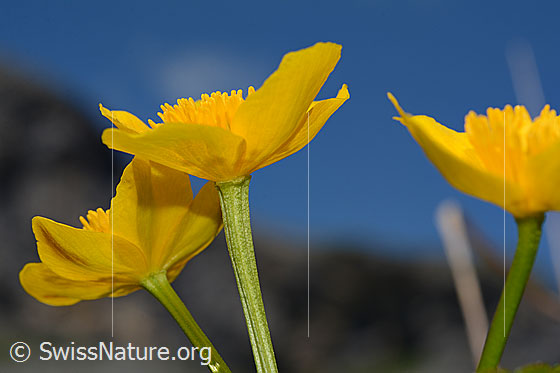 Foto: Sumpf-Dotterblume (Caltha palustris). Blüten und Stängel. Ansicht von der Seite.