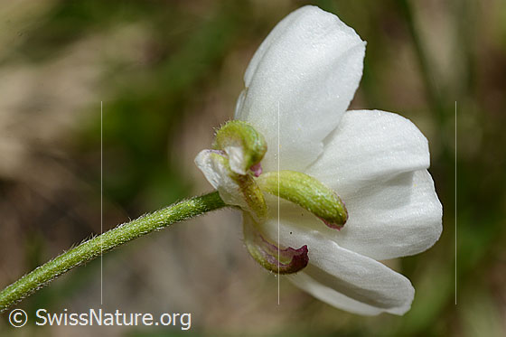 Foto: Eisenhutblättriger Hahnenfuss (Ranunculus aconitifolius). Stängel und Blüte. Ansicht von schräg unten.