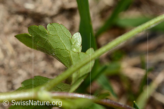 Foto: Eisenhutblättriger Hahnenfuss (Ranunculus aconitifolius). Blattunterseite.