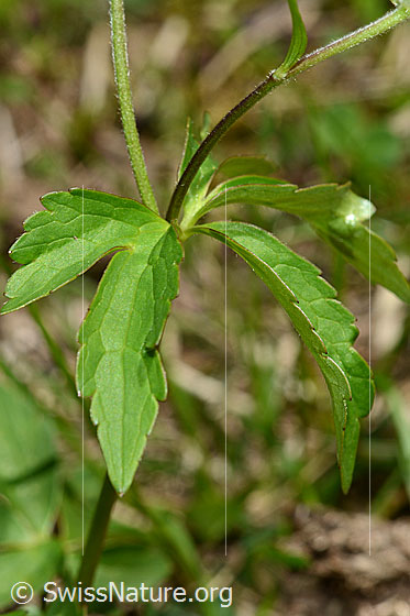 Foto: Eisenhutblättriger Hahnenfuss (Ranunculus aconitifolius). Blätter.