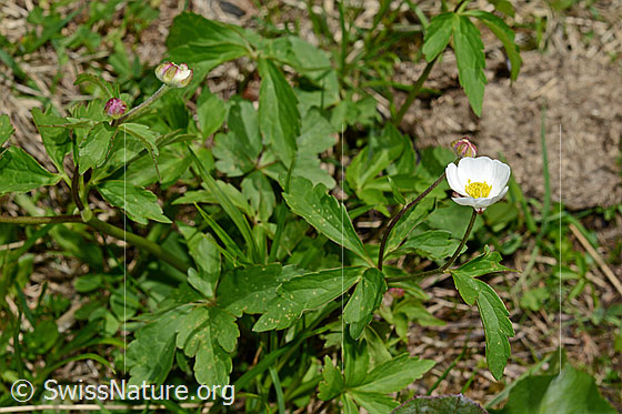 Foto: Eisenhutblättriger Hahnenfuss (Ranunculus aconitifolius). Ganze Pflanze. Ansicht von oben.