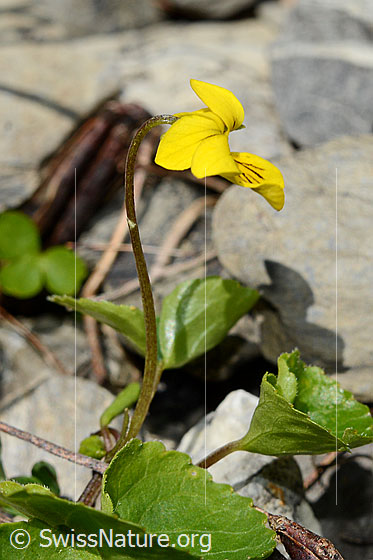 Foto: Gelbes Berg-Veilchen (Viola biflora). Stängel und Blüte. Ansicht von der Seite.