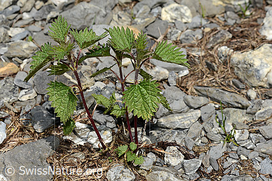 Kleine Brennnessel (Urtica urens)
