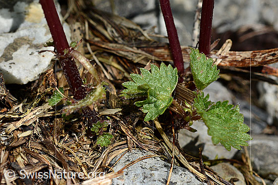 Foto: Kleine Brennnessel (Urtica urens). Stängel.