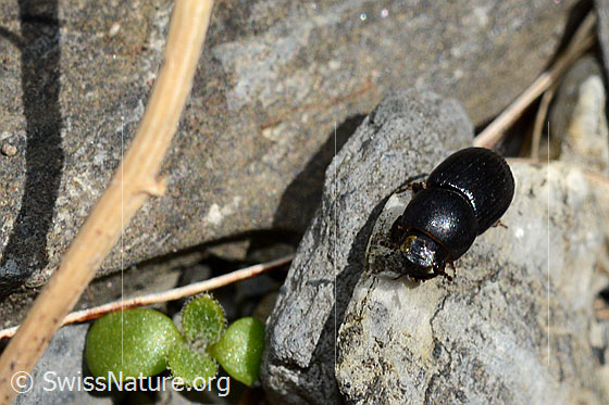 Foto: Grosser Dungkäfer (Aphodius fossor). Länge 10 - 13mm. Wird auch Grabender Dungkäfer genannt. Ansicht von schräg vorne.