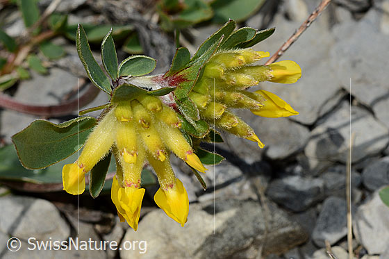 Foto: Alpen-Wundklee (Anthyllis vulneraria ssp. alpestris). Blüten. Ansicht von oben.