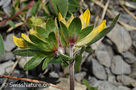 Foto: Alpen-Wundklee (Anthyllis vulneraria ssp. alpestris). Hüllblätter, Stängel und Blüten.