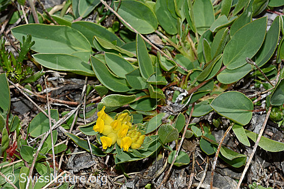 Foto: Alpen-Wundklee (Anthyllis vulneraria ssp. alpestris). Ganze Pflanze (Habitus).