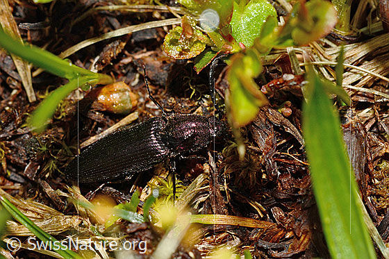 Photo: Ctenicera pectinicornis. Length 15 - 18mm. Male. View from above.