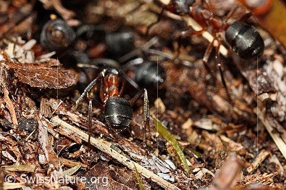 Foto: Wahrscheinlich Grosse Kerbameise (Formica exsecta). Länge 4 - 7.5mm. Ansicht von hinten.