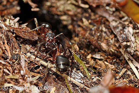 Photo: Probably Formica exsecta. Length 4 - 7.5mm. Two individuals. View 1x from the front and 1x from behind.