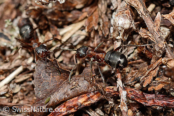 Photo: Probably Formica exsecta. Length 4 - 7.5mm. View diagonally from behind.