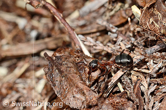 Foto: Wahrscheinlich Grosse Kerbameise (Formica exsecta). Länge 4 - 7.5mm. Ansicht von der Seite.
