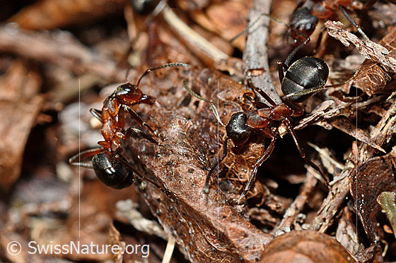 Foto: Wahrscheinlich Grosse Kerbameise (Formica exsecta). Länge 4 - 7.5mm. Ansicht von oben.
