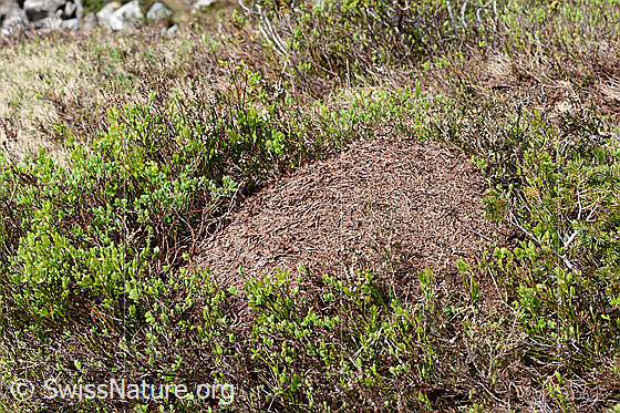 Foto: Wahrscheinlich Grosse Kerbameise (Formica exsecta). Länge 4 - 7.5mm. Ameisenhaufen.