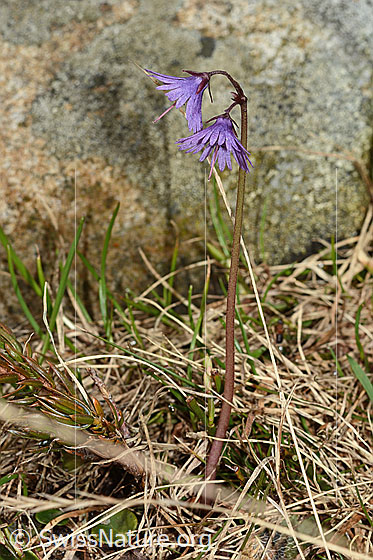 Photo: Soldanella alpina. Whole plant (habiti).